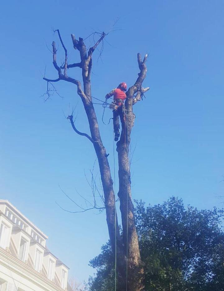 Travaux d'élagage Paris