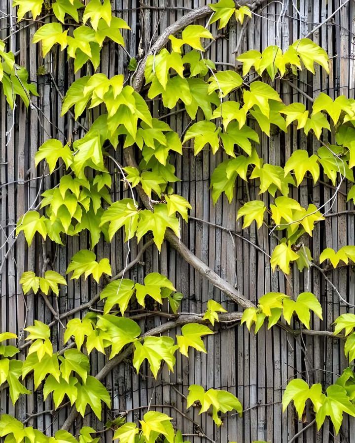 Toitures et murs végétalisés Paris